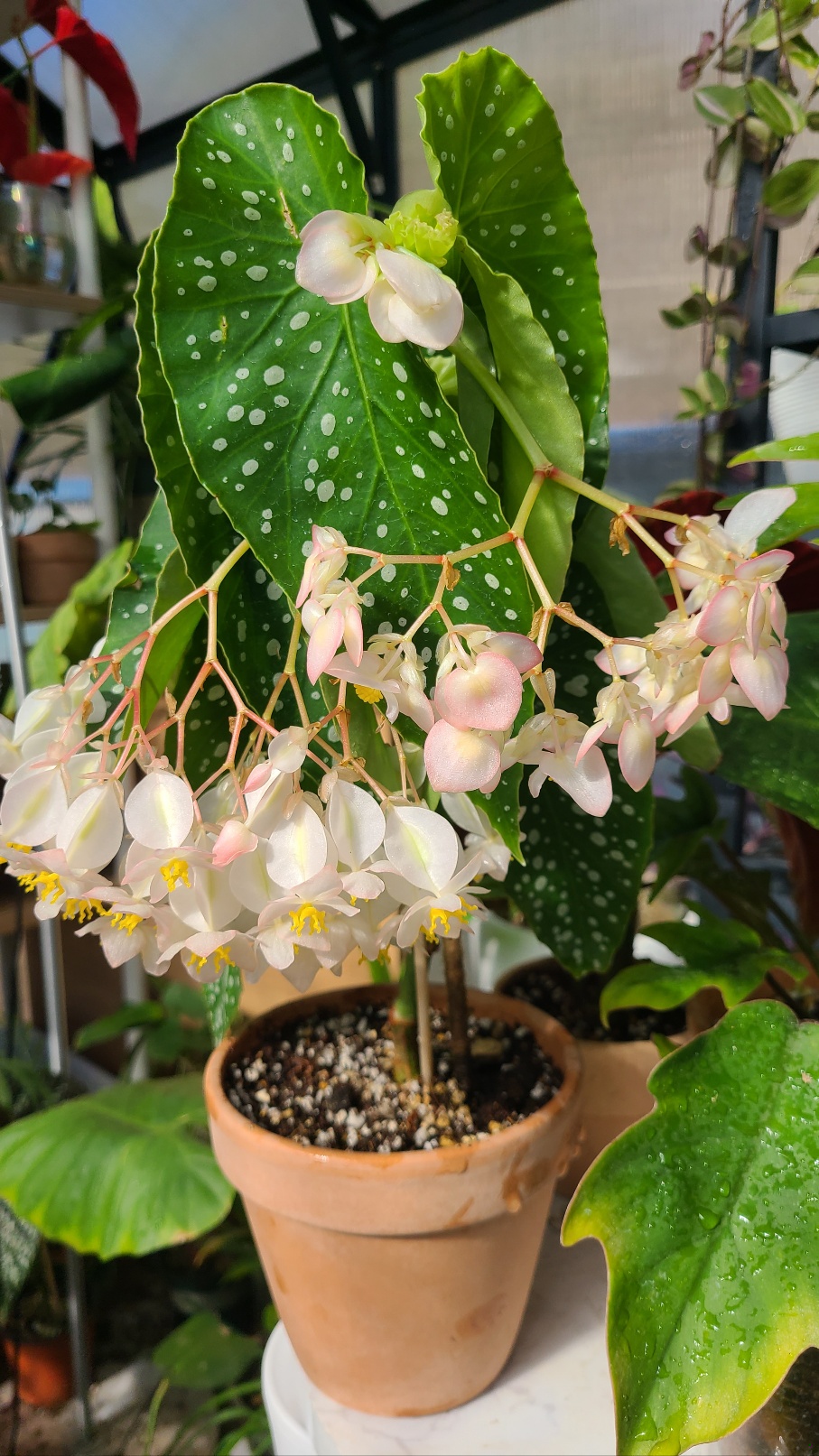 암꽃 숫꽃이 함께 피어있는 소요카제 사진