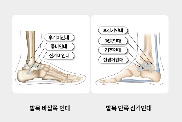 발목 인대 구조