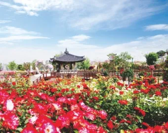 곡성 세계장미꽃축제에서 장미로 물드는 아름다운 하루_13