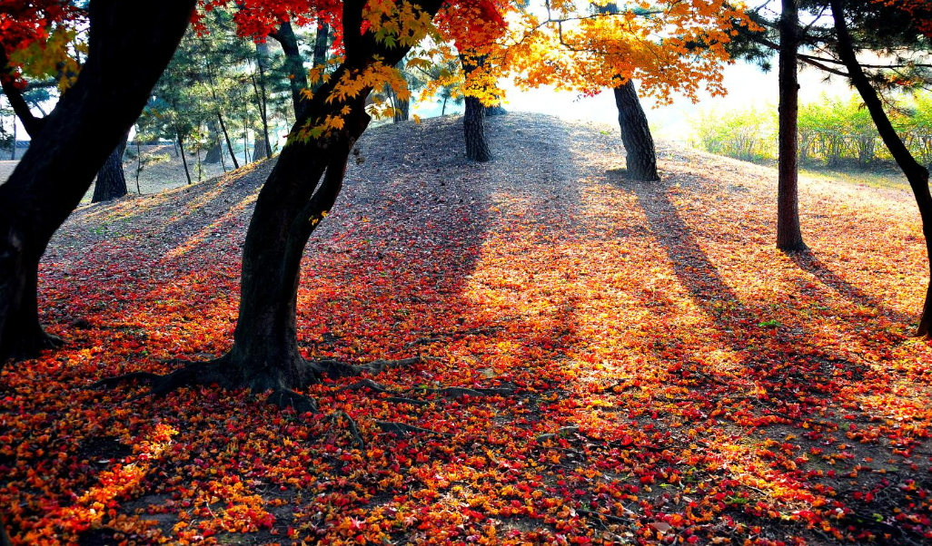 2023년 단풍시기