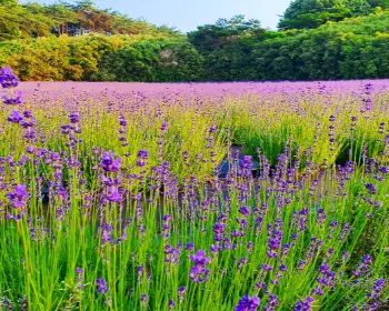 고창 청농원 라벤더 축제_25