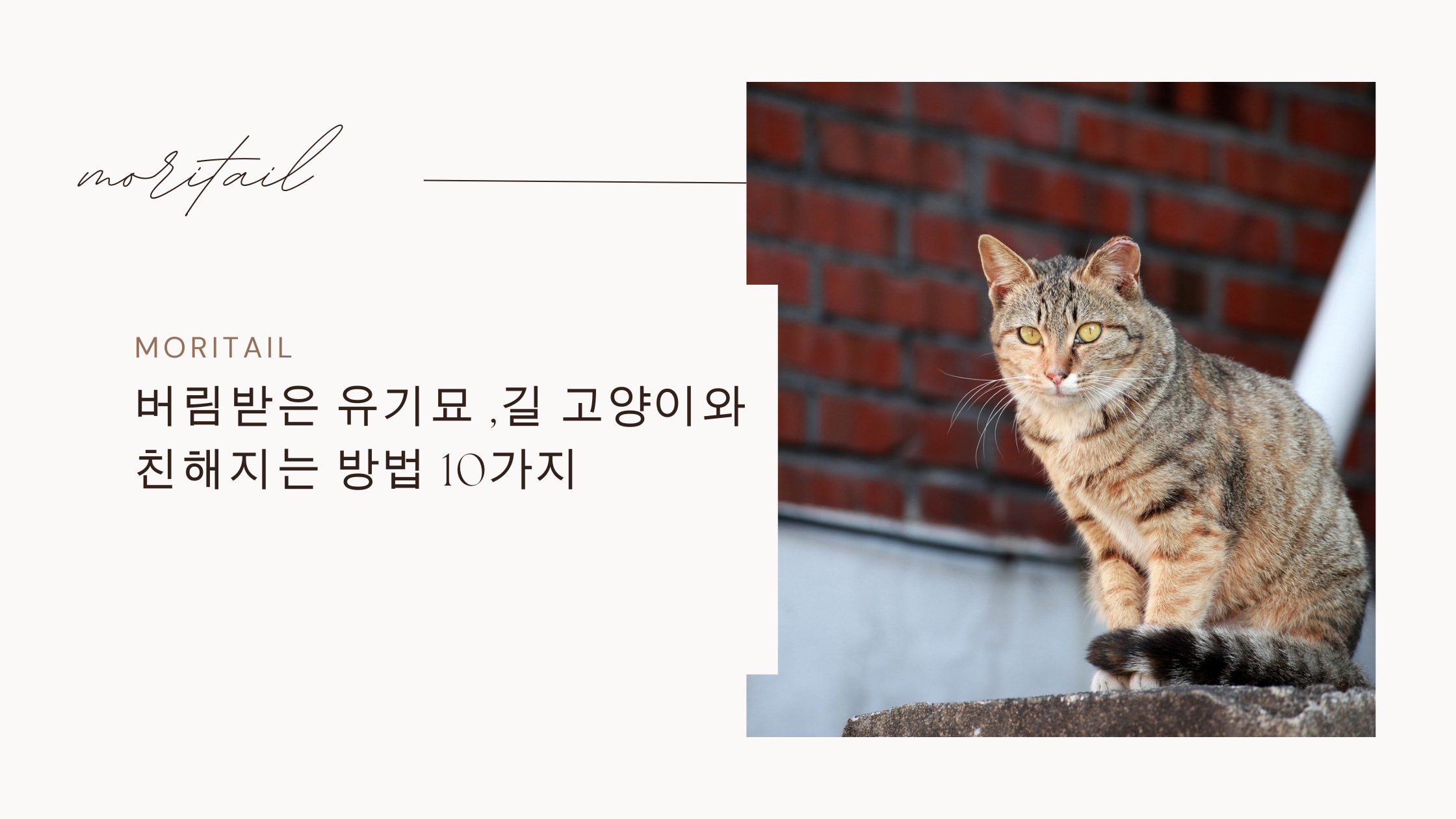 버림받은 유기묘 ,길 고양이와 친해지는 방법 10가지