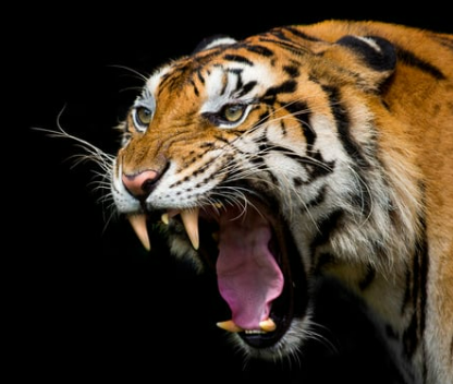 호랑이 꿈해몽 정리