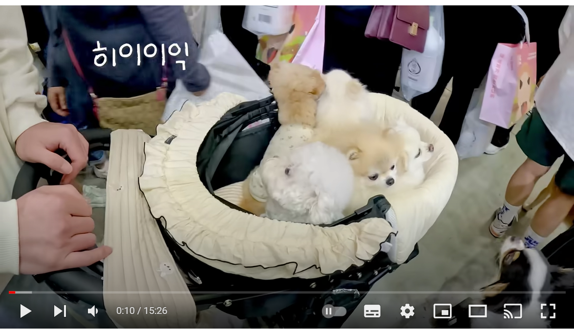 강아지 많은 집이 밖에서 듣는 말 😲 (feat.애견박람회)