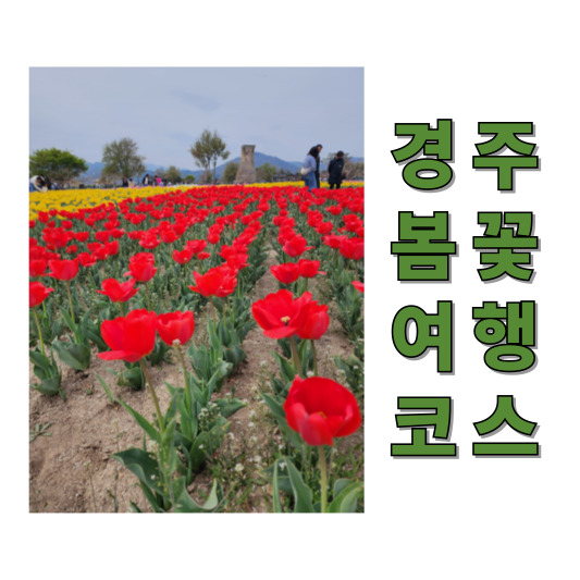 첨성대 옆 튤립 꽃밭, 멀리 첨성대가 운치있다