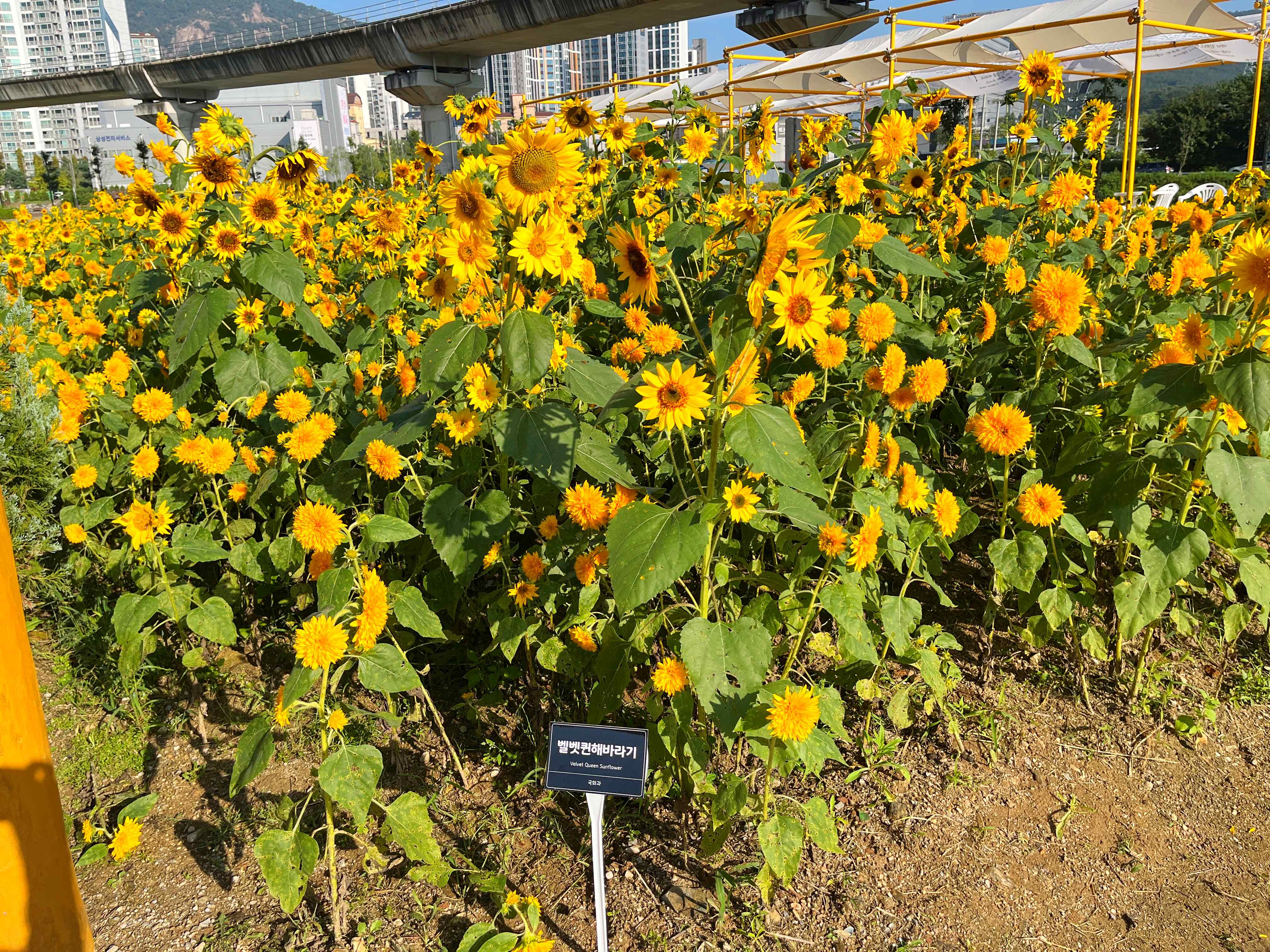 신곡새빛정원 해바라기