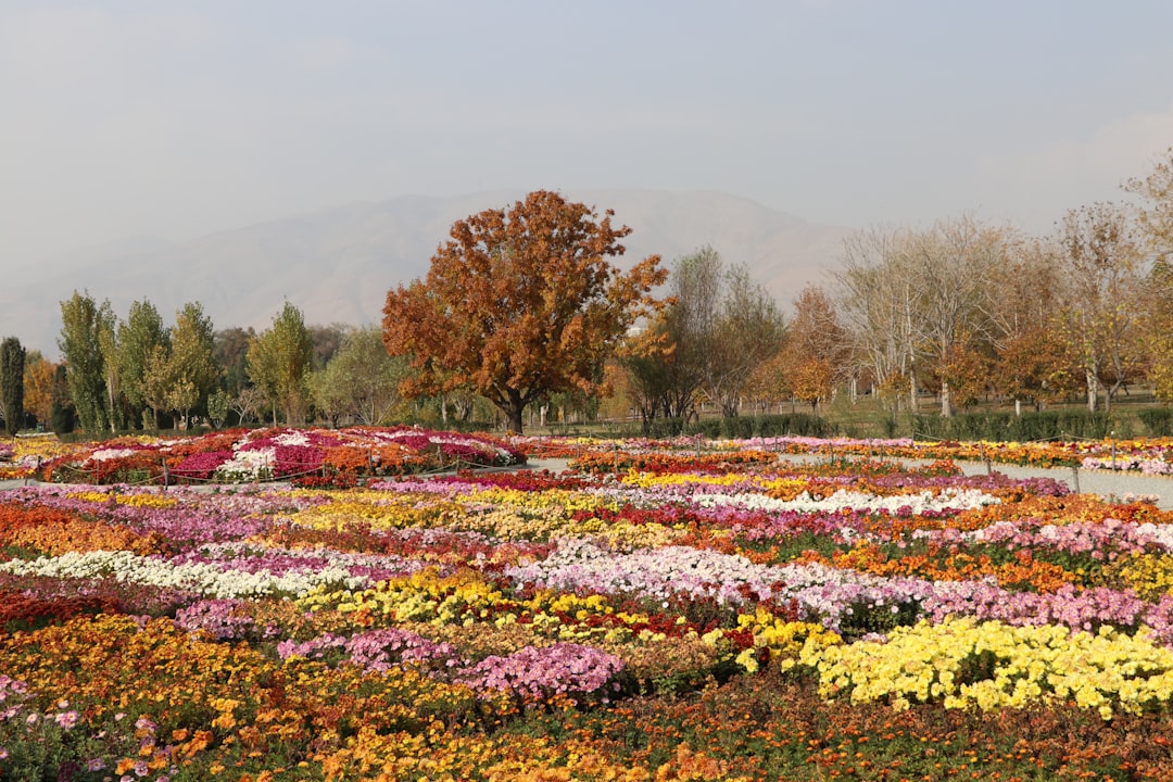 Flower Festival