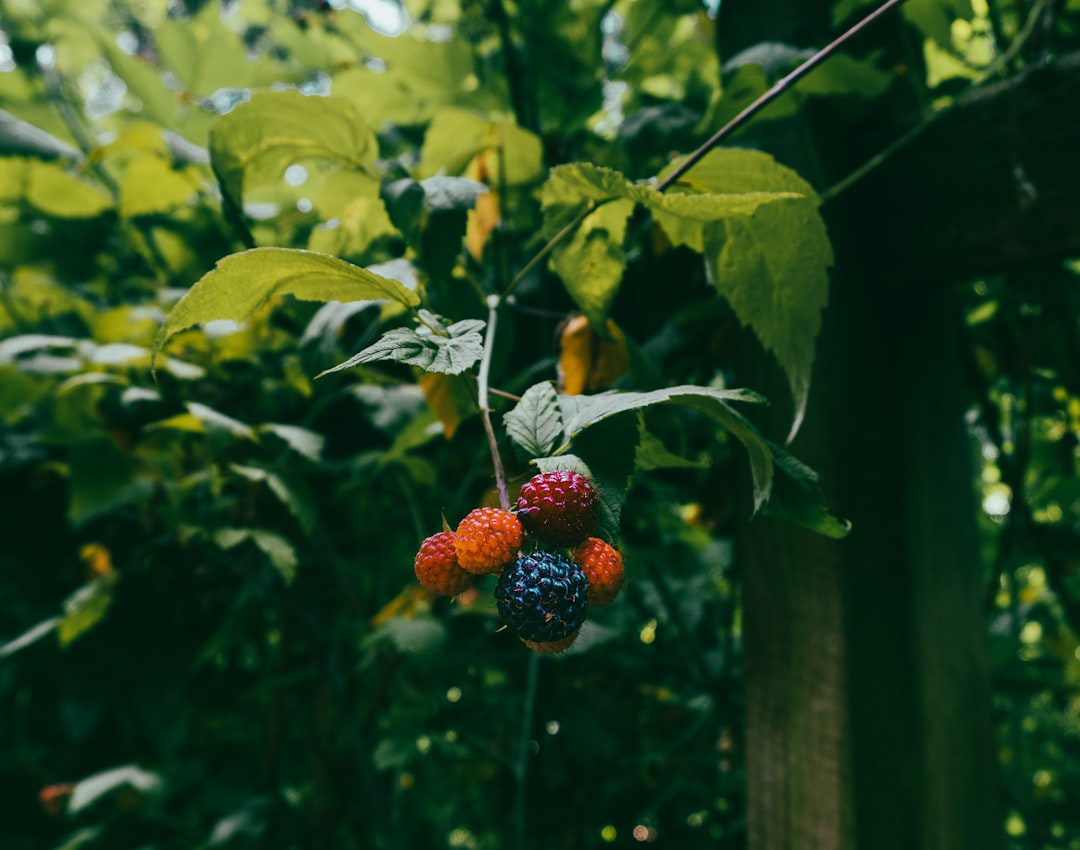Harvest.