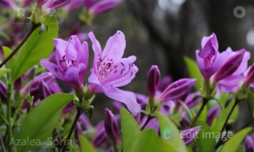 군포 철쭉축제 초대가수