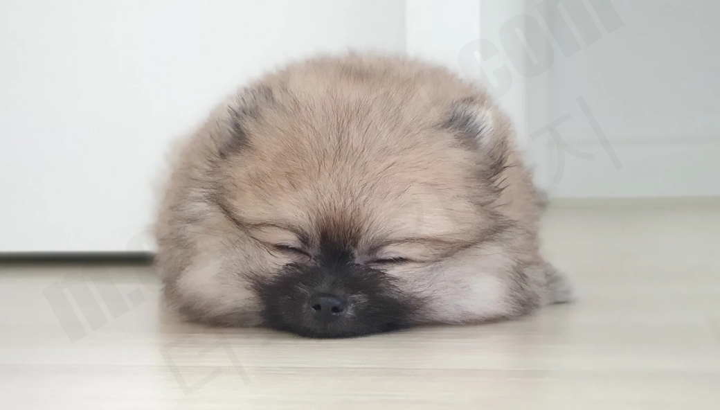 잠자는 강아지