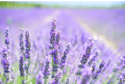 2025 고창 청농원 라벤더 축제 ❘ 일정·입장료·사진 명소 총정리