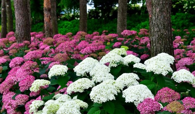 공주 유구 색동수국정원 꽃 축제-수국2 
