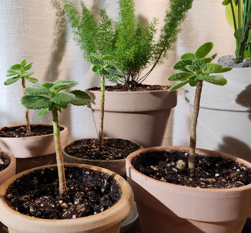 외목대 장미허브를 여러개 만드는중