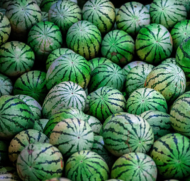 수박의 역사와 기원, 생물학적 특성과 영양 가치 관련 사진