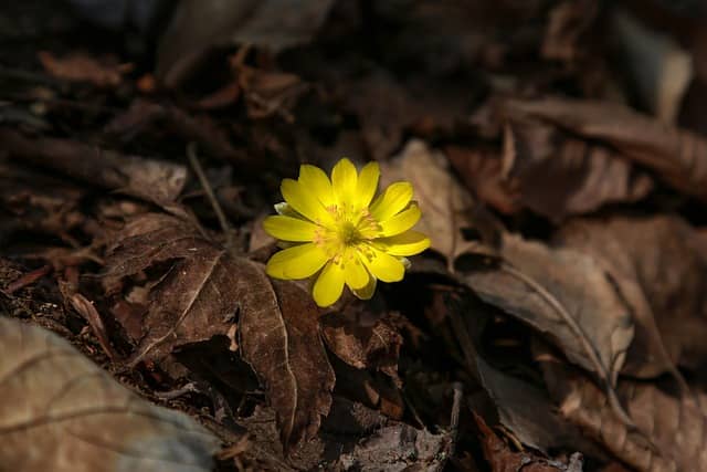 멸종 위기에 처한 꽃 종류
