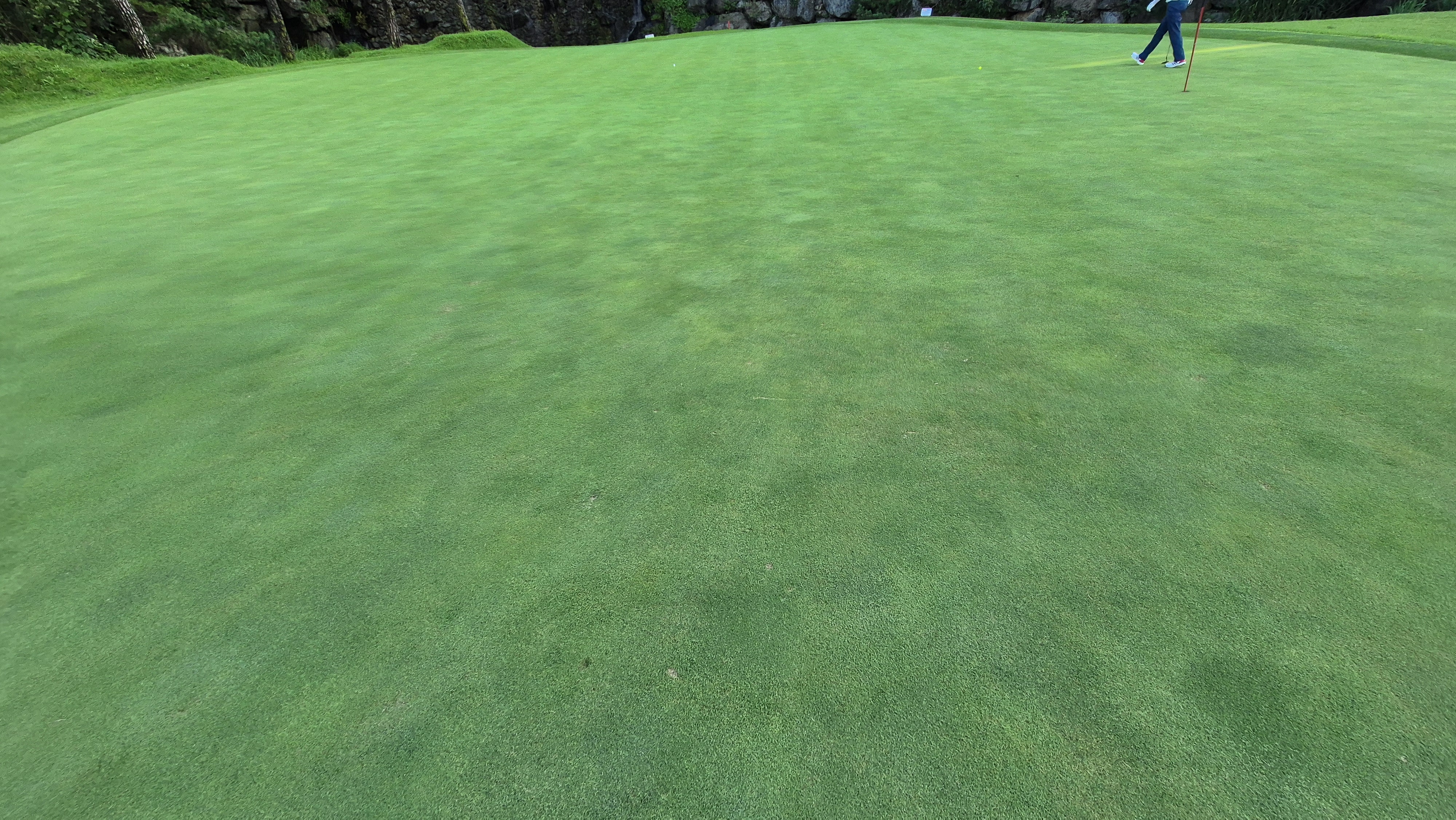 대영힐스cc 청-력 코스 라운드 후기