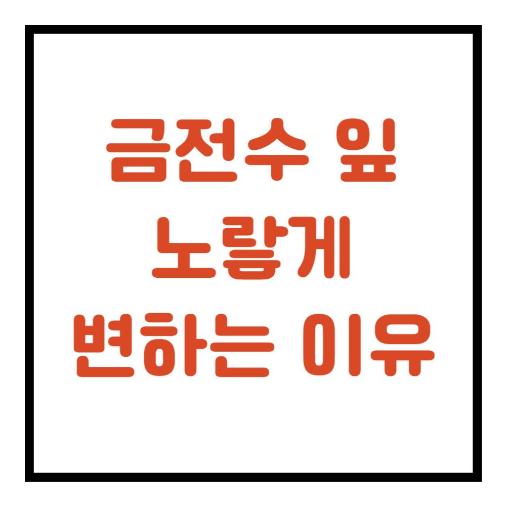 금전수 잎이 노랗게 변하는 이유