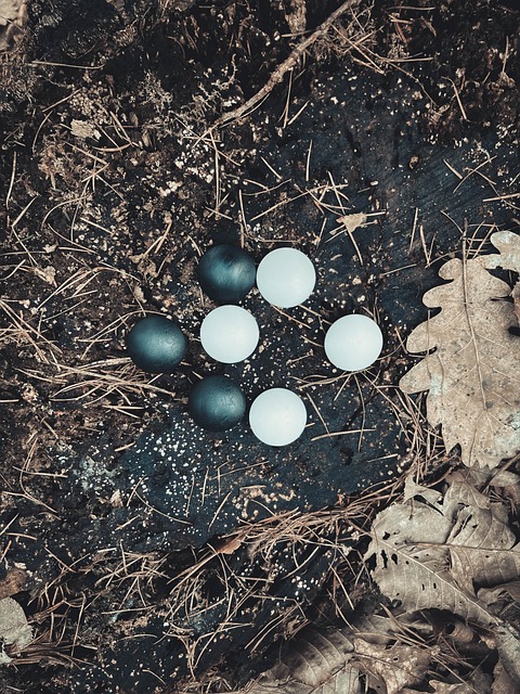 사이버오로 바둑