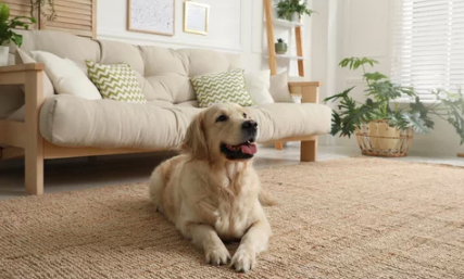 Golden Retriever/출처:어도비스톡