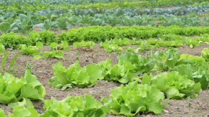 로하스라이프스타일 &ndash; 건강과 환경을 함께 생각하는 삶