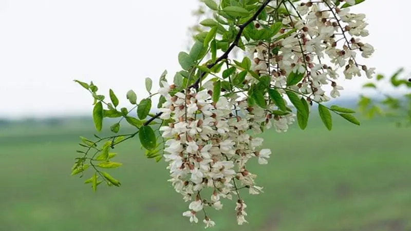 아카시아꽃 벌꿀 채취 시기