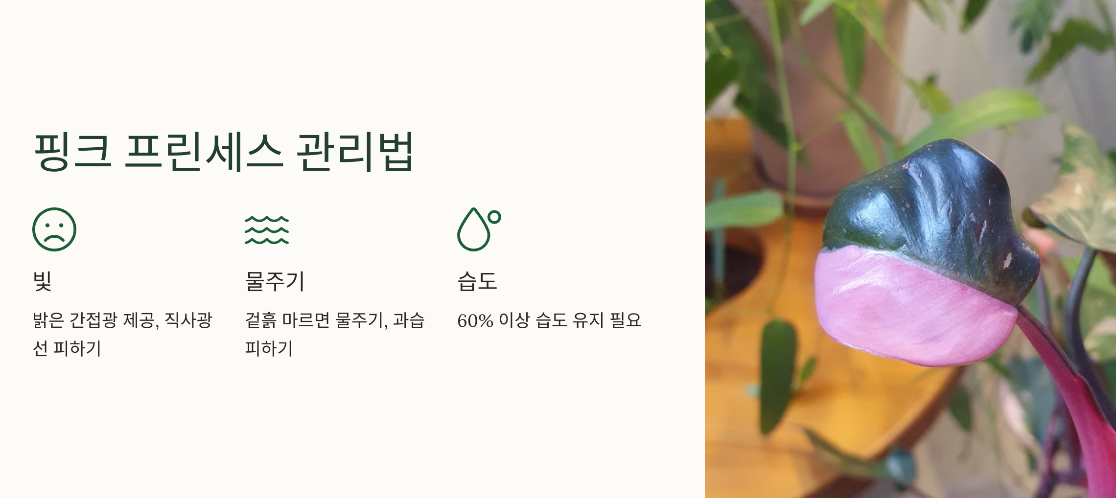 핑크 프린세스