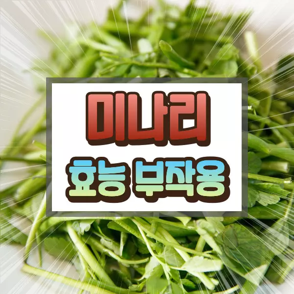 미나리 효능 부작용