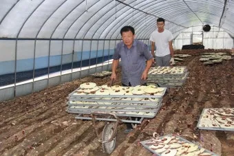 영지버섯 재배 배양 관리 온도 유지 건조 보관_9