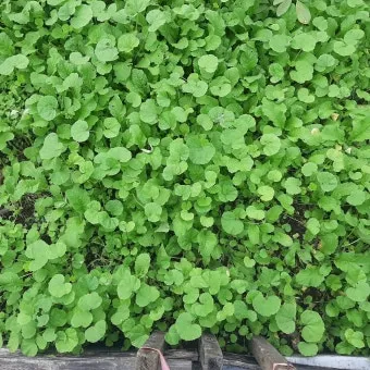 세이지 재배 삽목 번식 배수성 좋은 흙 가지치기_8