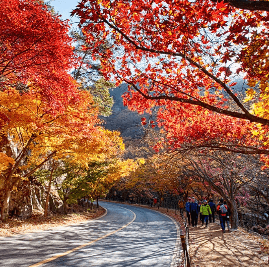 단풍여행 단풍트레킹 당일버스 여행