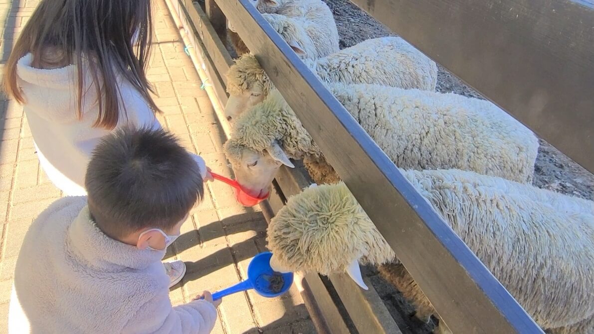 양먹이주기