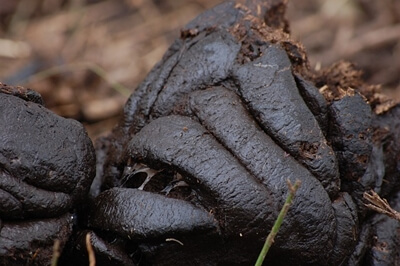 대변 소변 꿈 썸네일