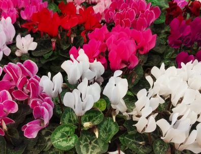 겨울 꽃 시클라멘