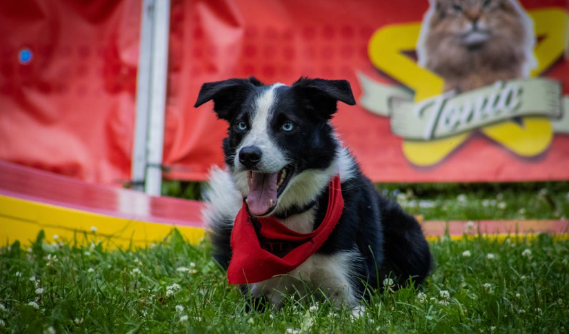 강아지 훈련 관련 사진