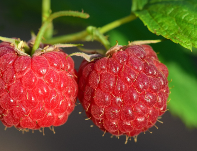 라즈베리의 모습