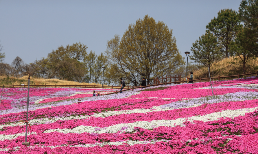 [4월~ 5월 축제]산청 꽃잔디 축제 &amp; 철쭉❘꽃잔디, 철쭉 개화 상황, 생초국제조각공원의 모습