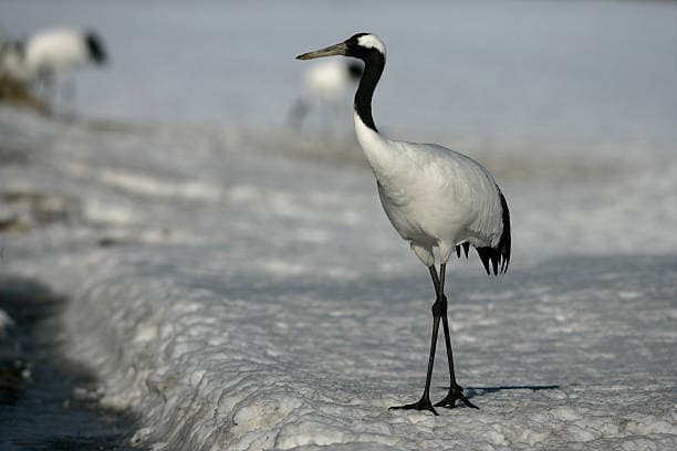 검은목두루미 키우기: 보호종 새를 사육할 수 있는 방법