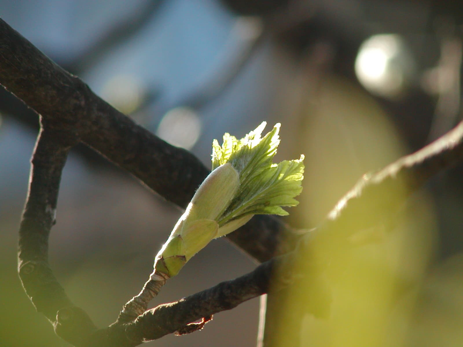봄철 다이어트 식단: 신선한 봄나물 활용법