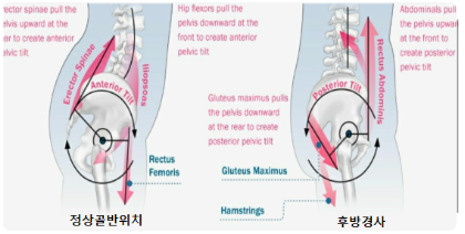 . 해부학적 작용1