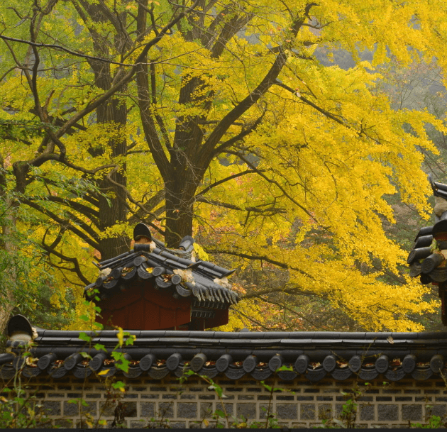 단풍축제 장성군 백양사