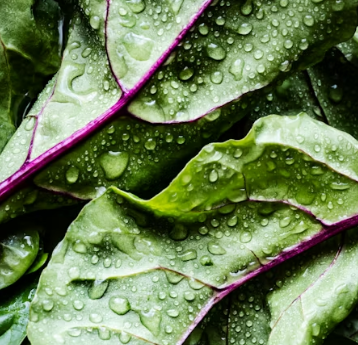 비타민C 많은 음식 (식품 과일 채소)