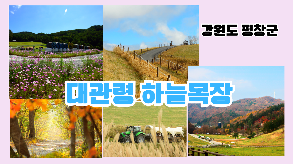 대관령 하늘목장