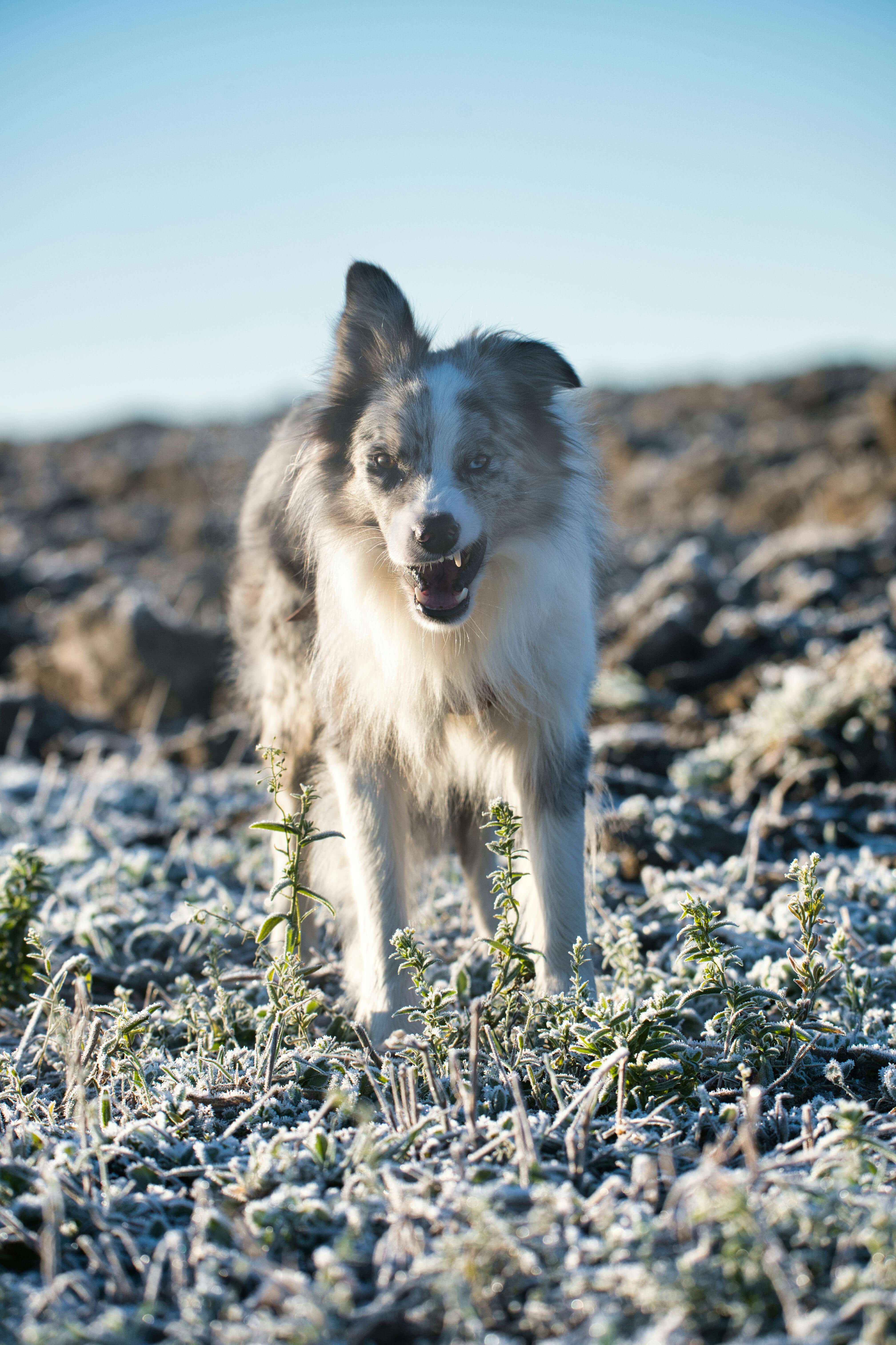 2025 펫보험 TOP5 보장 비교표 │ 보험사별 차이 한눈 정리(최신판)