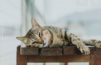 고양이 꿈해몽 풀이 (상황별&amp;#44; 색깔별 해석)