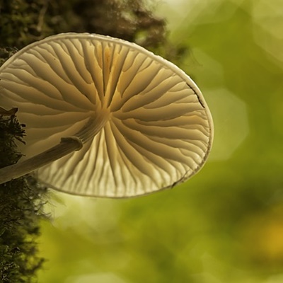 비료와 퇴비 혼합 시 알아야 할 5가지: 작물과 토양의 완벽한 조화