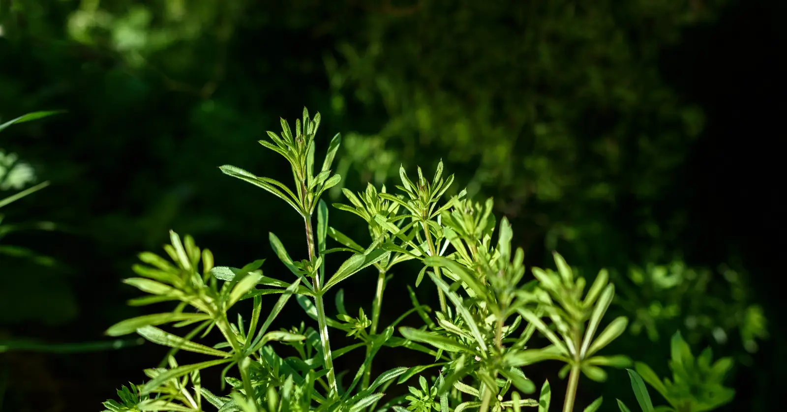 식물이름 찾기 어플 BEST 5