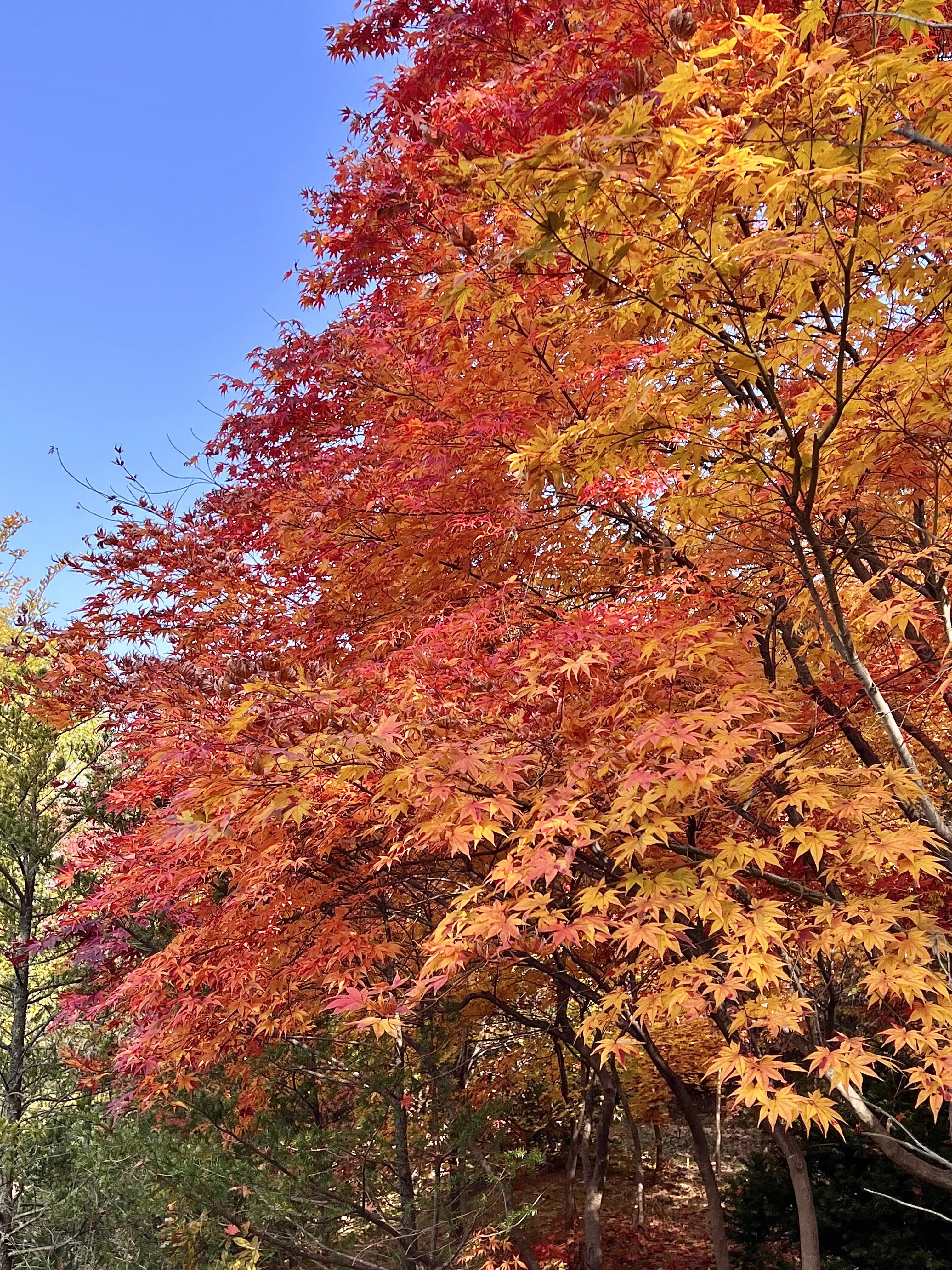 경기도 단풍 구경 단풍놀이
