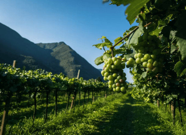 뉴질랜드 워킹홀리데이 완벽 가이드: 비자부터 정착까지
