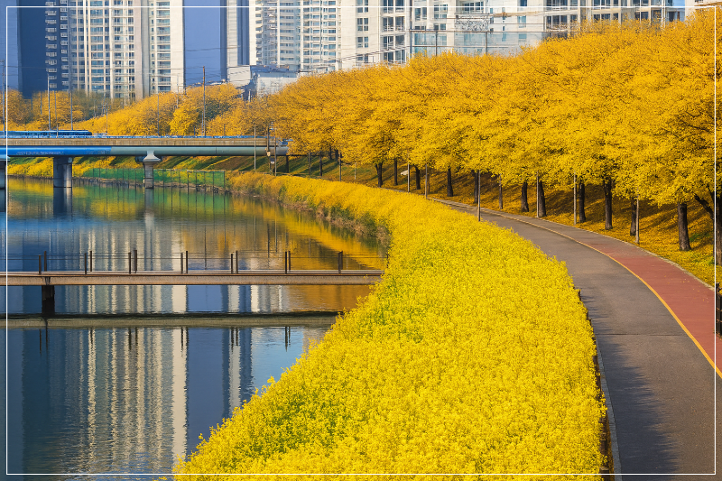 온천천 산책길(은행나무길) 이미지