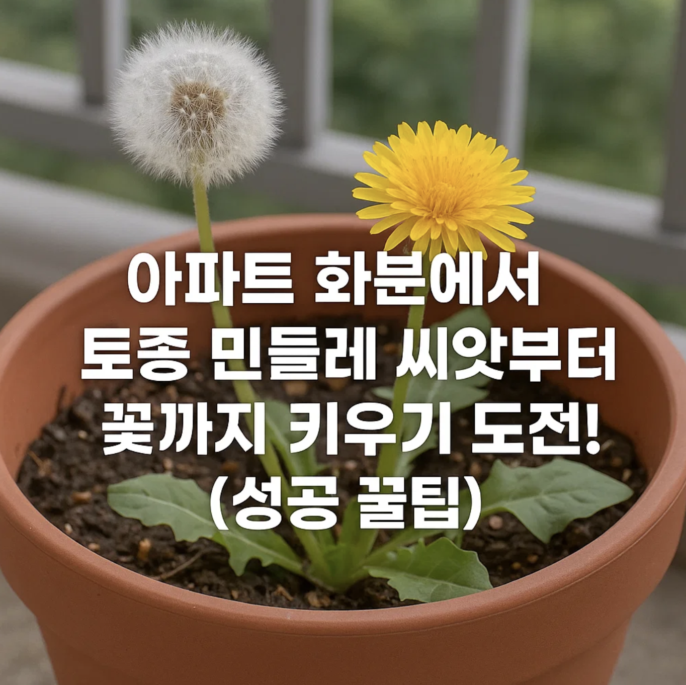 아파트 화분에서 토종 민들레 씨앗부터 꽃까지 키우기 도전! (성공 꿀팁)